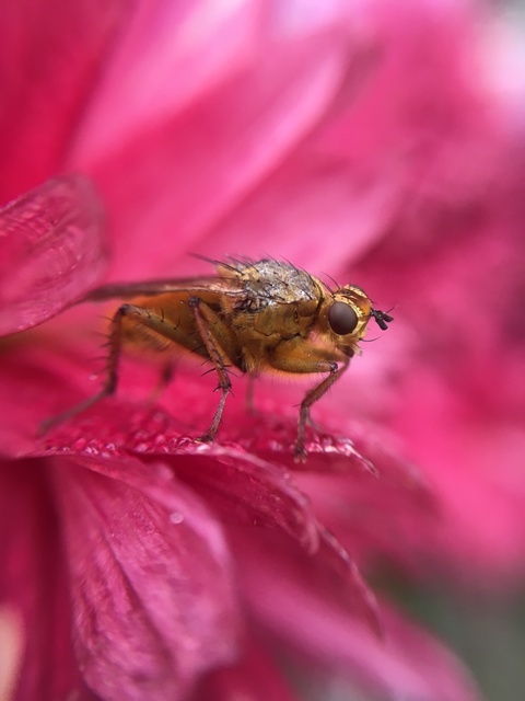Scathophaga stercoraria - közönséges trágyalégy