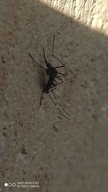 Aedes japonicus/koreicus