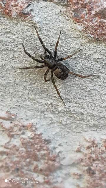 Agroeca cuprea