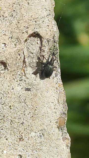 Catapion pubescens - széles cickányormányos Catapion pubescens - széles cickányormányos