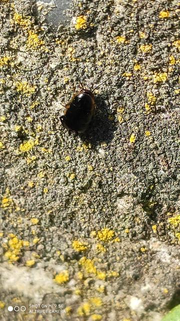 Phyllodromica