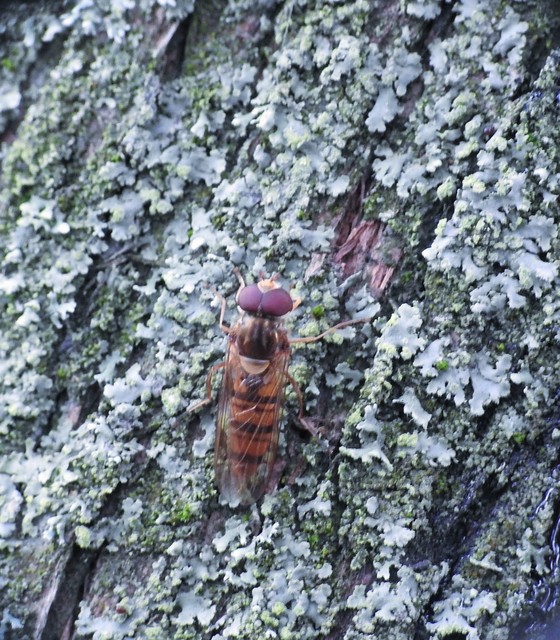 Episyrphus balteatus - ékfoltos zengőlégy
