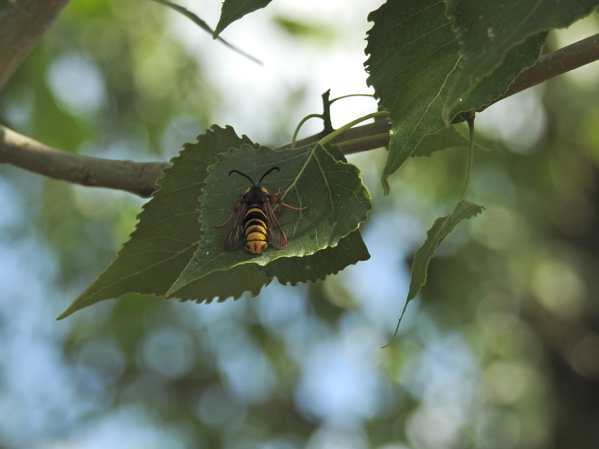 Sesia apiformis - darázslepke