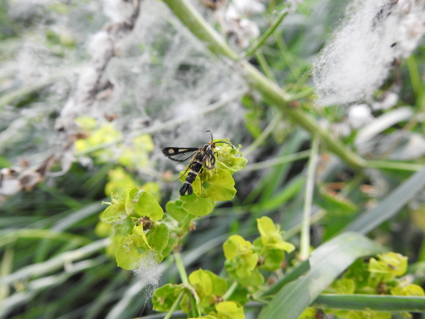 Sesiidae - szitkárfélék