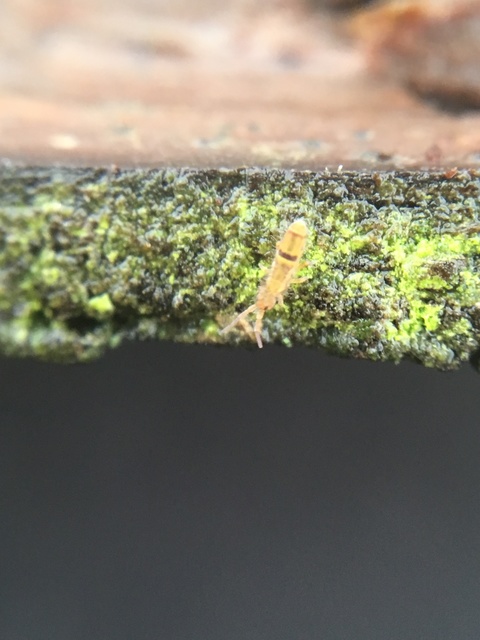 Orchesella cincta