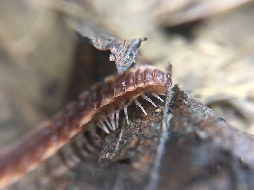 Polydesmus