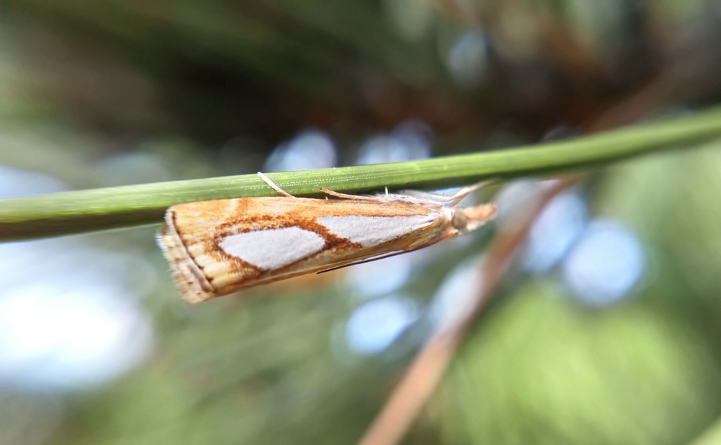 Catoptria pinella - ezüstös fűgyökérmoly