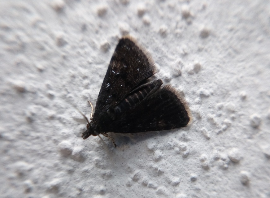 Heliothela wulfeniana - fényes kormosmoly