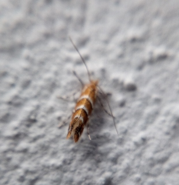 Cameraria ohridella - vadgesztenye-sátorosmoly