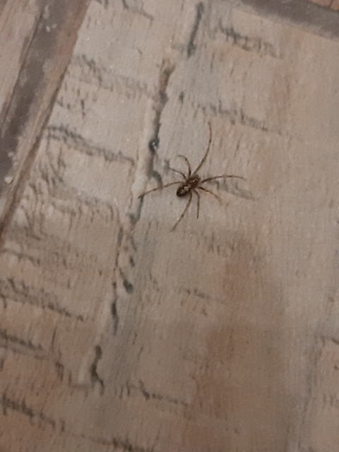 Steatoda triangulosa - háromszöges faggyúpók