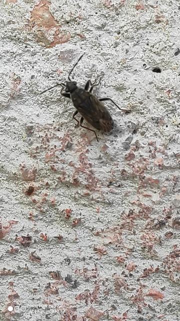 Peritrechus