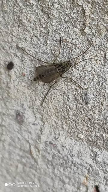 Chironomidae - árvaszúnyogok