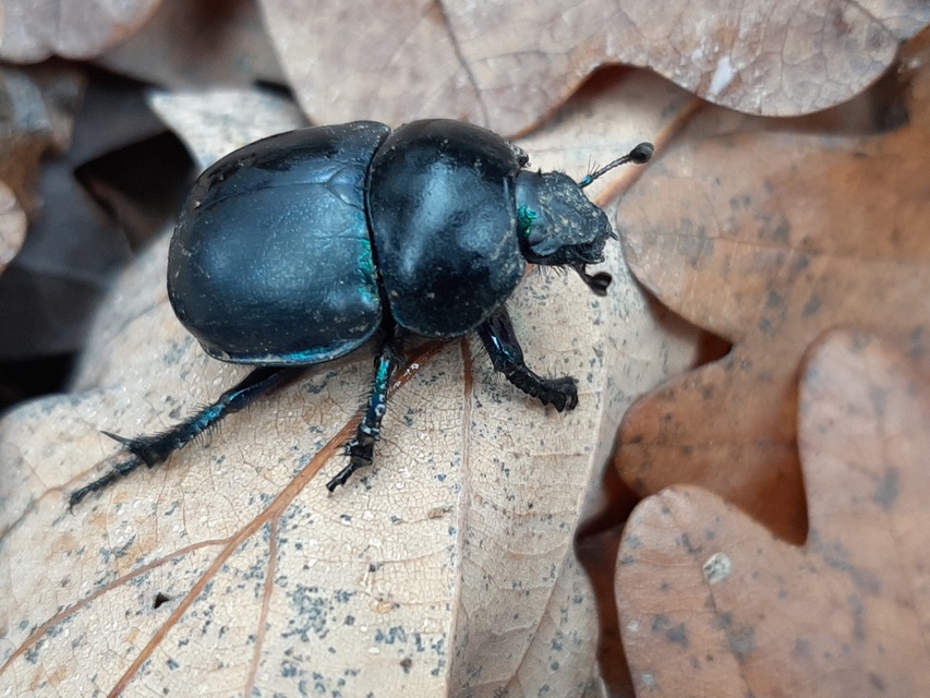 Trypocopris vernalis - tavaszi álganéjtúró