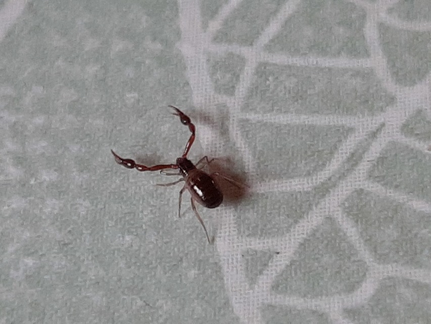 Pseudoscorpionida - Álskorpiók