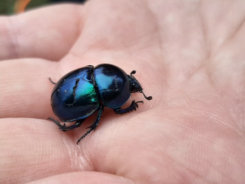 Trypocopris vernalis - tavaszi álganéjtúró