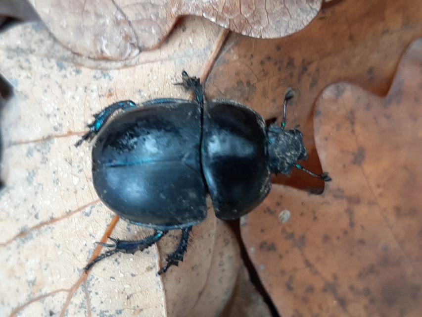 Trypocopris vernalis - tavaszi álganéjtúró