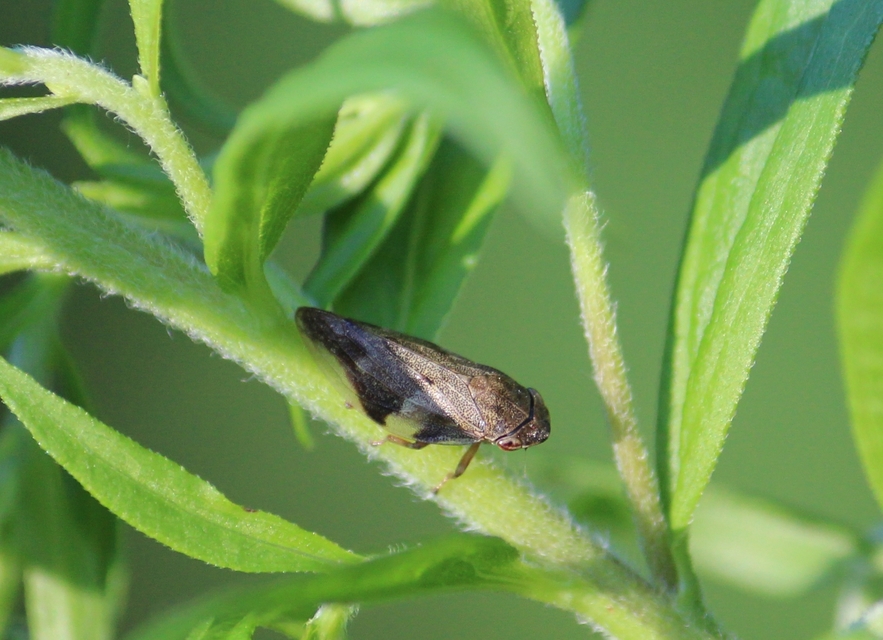 Aphrophora alni