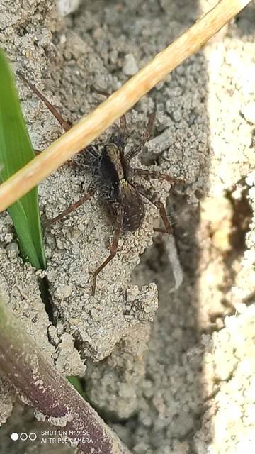 Pardosa alacris/lugubris