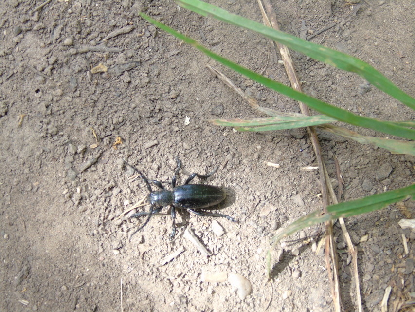 Dorcadion aethiops - fekete gyalogcincér