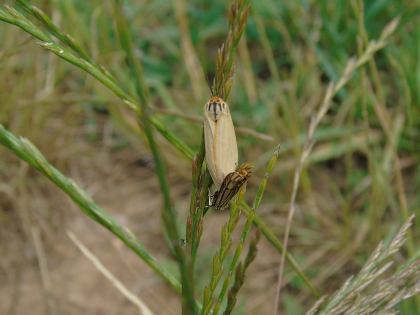 Spiris striata - csíkos molyszövő