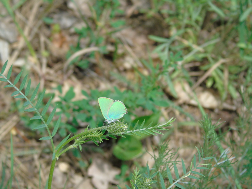 Callophrys rubi - zöldfonákú lepke