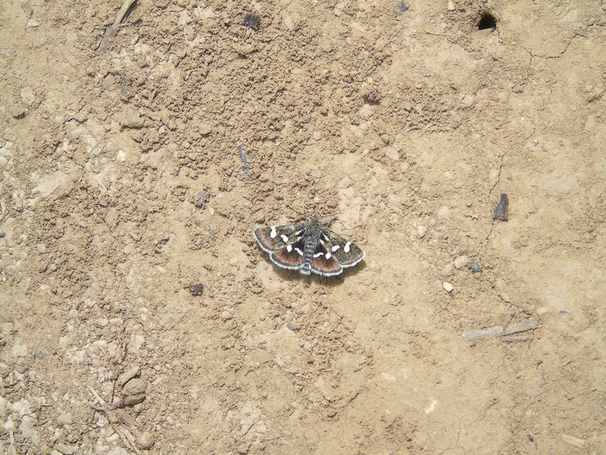 Eurrhypis pollinalis - galajszövő kormosmoly