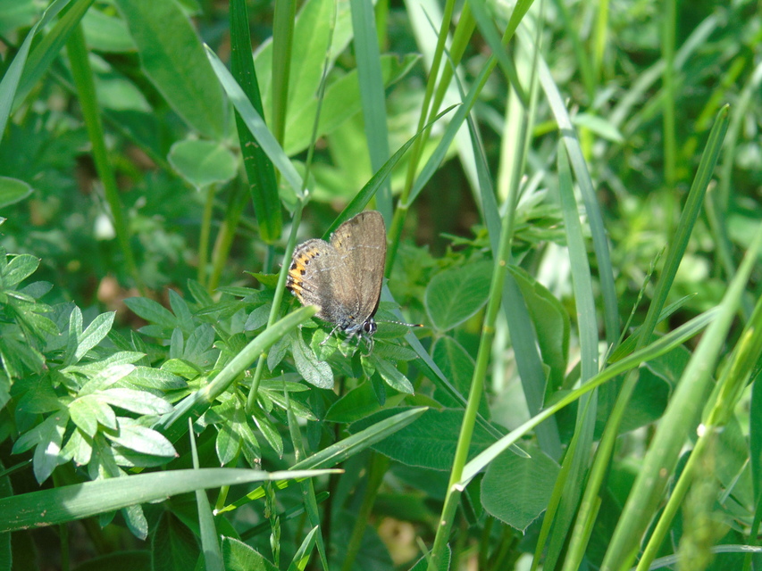 Satyrium pruni - szilvafa-csücsköslepke