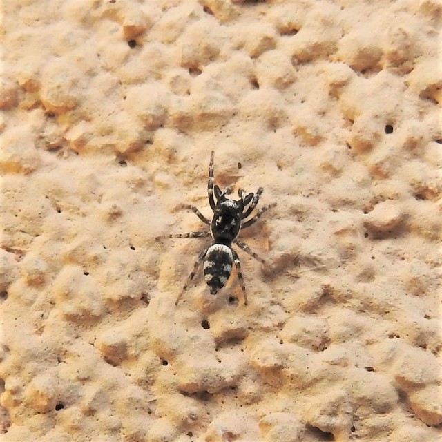 Salticus