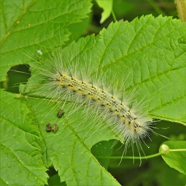 Hyphantria cunea - amerikai fehér medvelepke