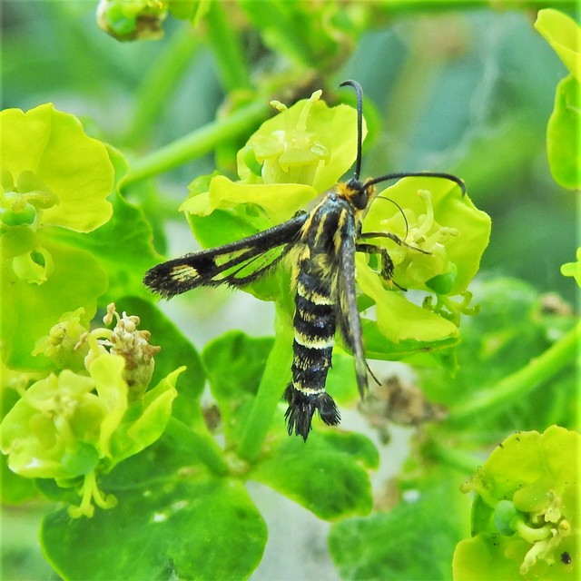 Sesiidae - szitkárfélék