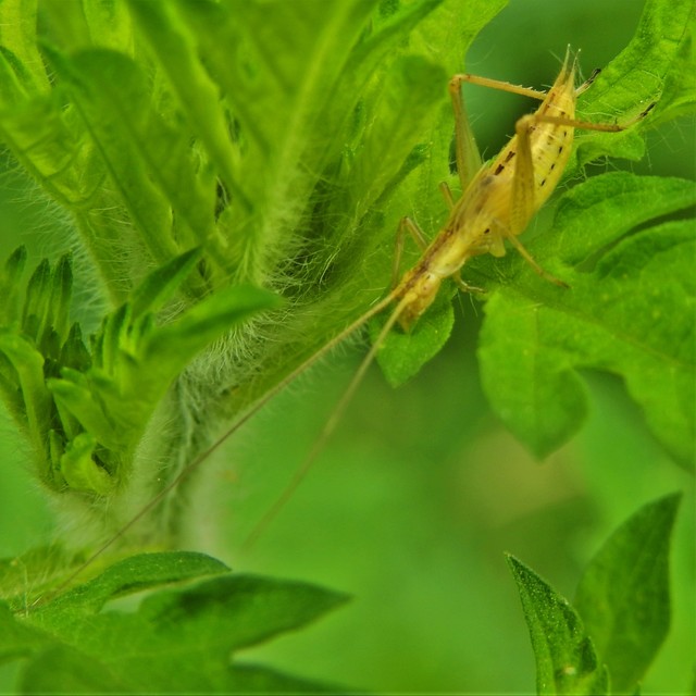 Oecanthus pellucens - pirregőtücsök