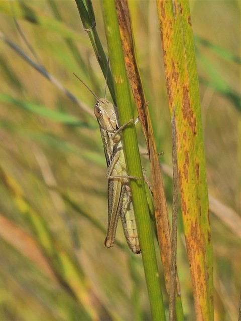 Euchorthippus declivus - rövidszárnyú rétisáska