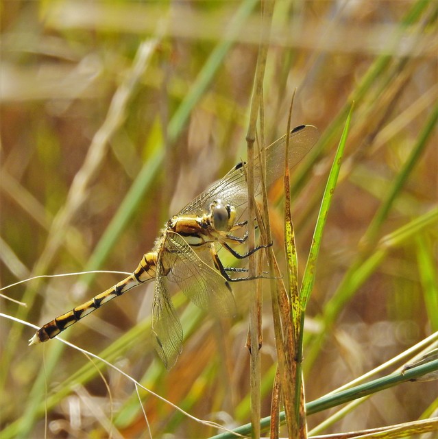 Orthetrum albistylum - fehérfarkú pásztorszitakötő
