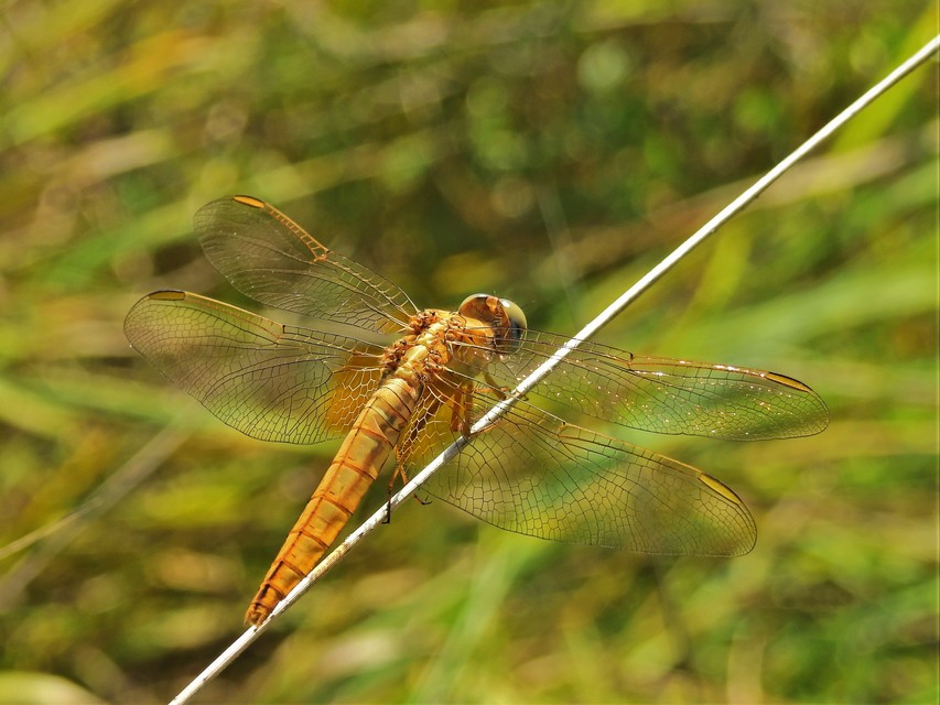 Crocothemis erythraea - skarlát szitakötő