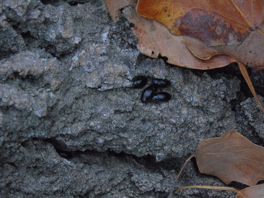 Nalassus dermestoides - rövidszárnyú gyászbogár