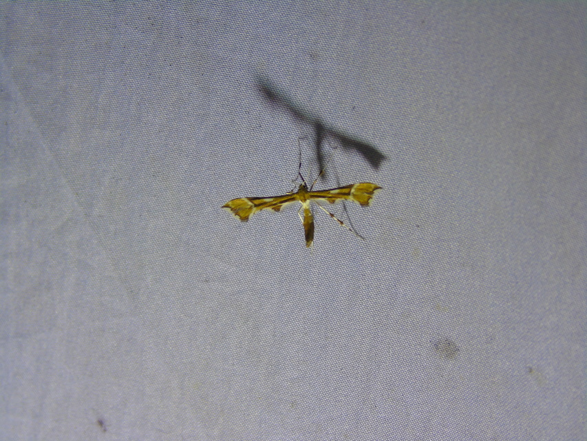 Cnaemidophorus rhododactyla - rózsabogyó-tollasmoly