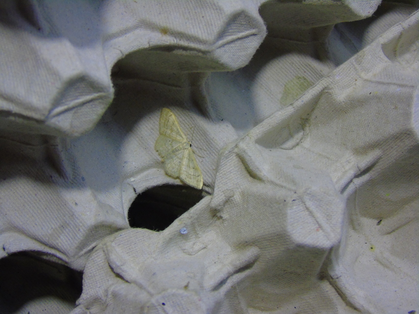 Idaea deversaria - egyszínű sávosaraszoló