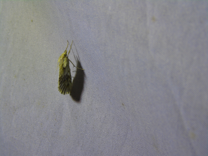 Cynaeda dentalis - gyakori ciframoly
