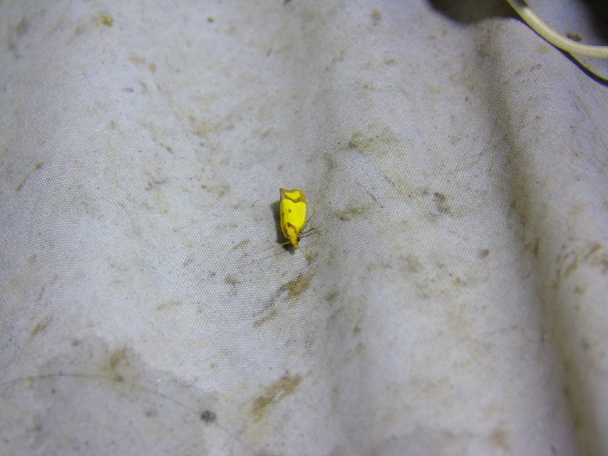Agapeta zoegana - barnacsíkos sárgamoly