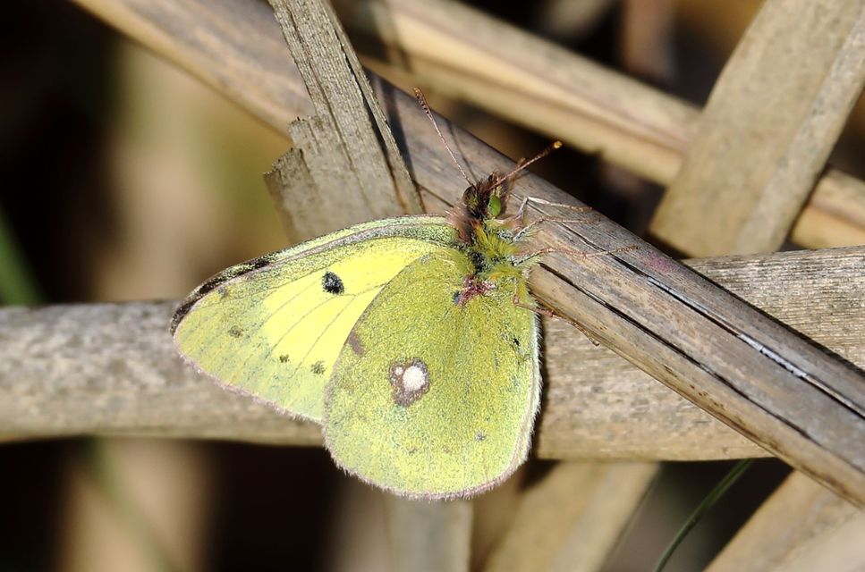 Colias erate - csángó-kéneslepke