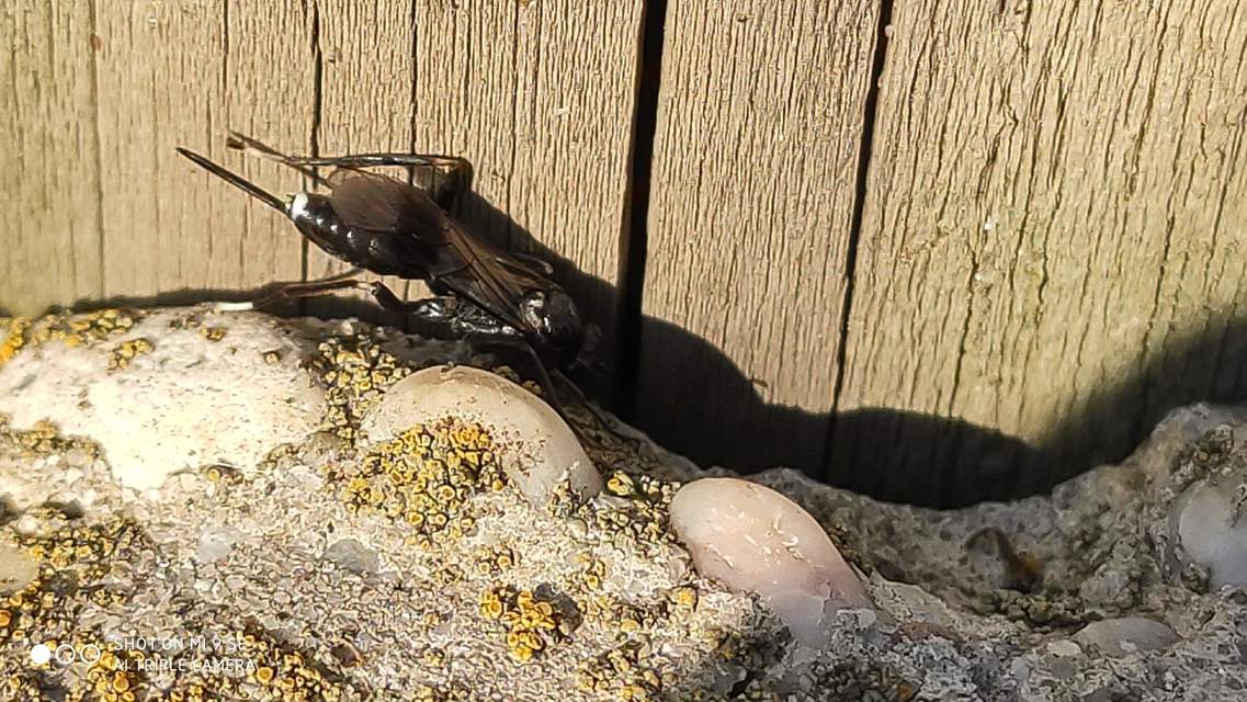 Nippocryptus vittatorius