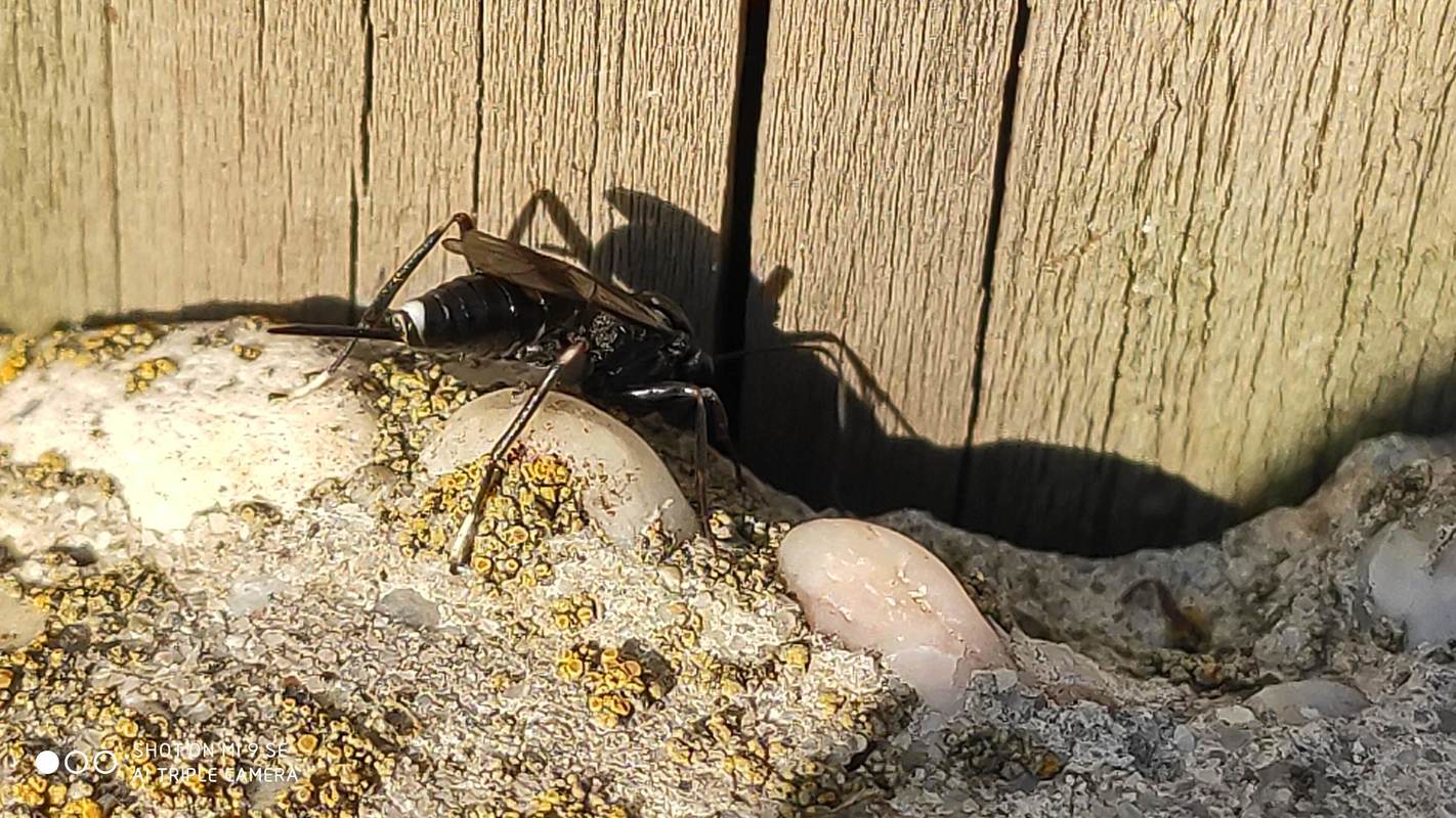 Nippocryptus vittatorius