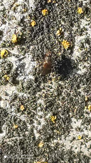 Chloropidae - gabonalegyek