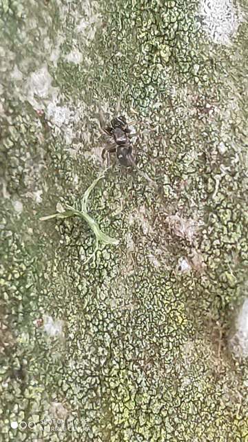 Phrurolithus