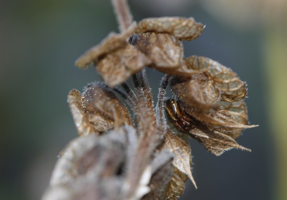 Hypsosinga