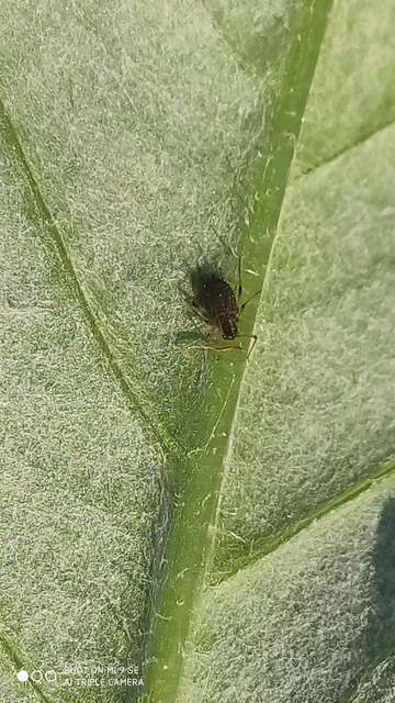 Aphididae - valódi levéltetvek