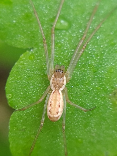 Neriene radiata - szegélyes vitorláspók