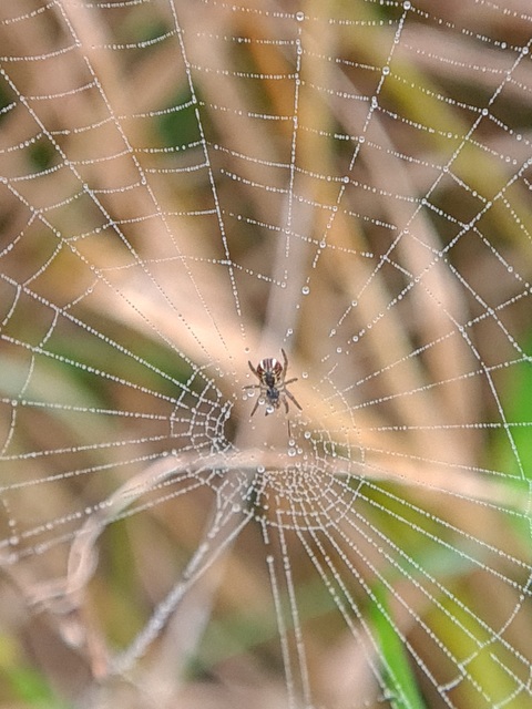 Mangora acalypha - réti keresztespók