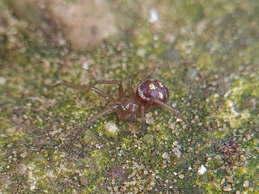 Steatoda grossa - nagy faggyúpók