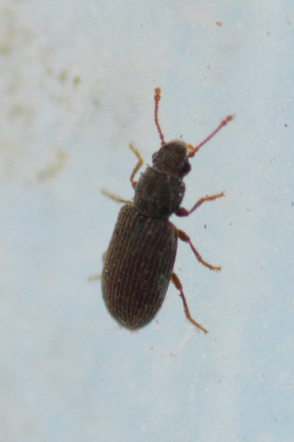 Berginus tamarisci - hengeres gombabogár
